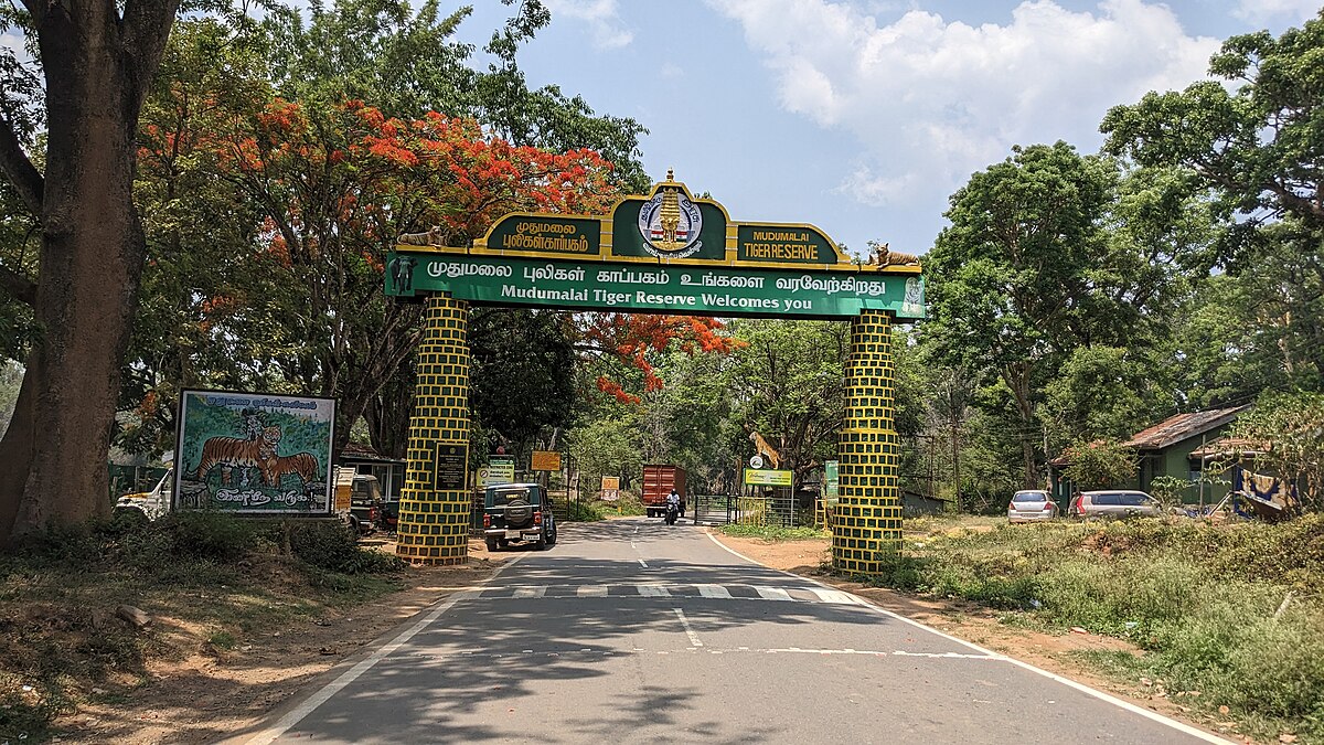 An Epic Road Trip from Ooty to Bangalore via Mudumalai and Bandipur Forest